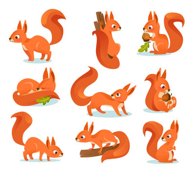Funny red squirrels character set. Collection of cute animal illustrations. Sleeping squirrel, on a branch, with an acorn, holding a nut, with a puffy tail. Cartoon style vector illustration.