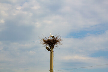 Stork in a nest on a pole. Imitation. A large bird's nest with a family of storks made of branches and brushwood on a lamppost on the blue sky background. Beautiful bird stork in natural nature