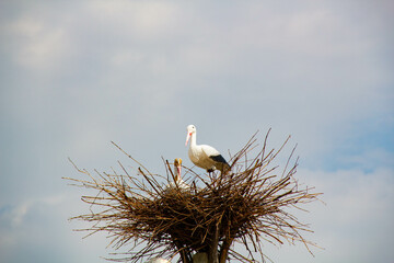 Stork in a nest on a pole. Imitation. A large bird's nest with a family of storks made of branches and brushwood on a lamppost on the blue sky background. Beautiful bird stork in natural nature