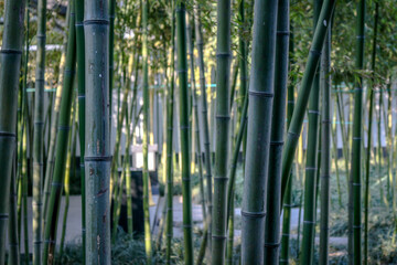 Bamboo forest from the Suzhou Museum in China