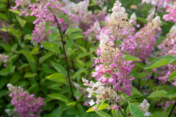 flowers in the garden