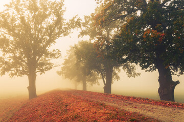 trees in the morning fog
