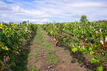 Fototapeta na wymiar Vineyards with ripening black grapes and green vine bushes in the countryside in Moldova near the city of Chisinau.