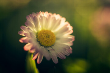 daisy flower into the garden
