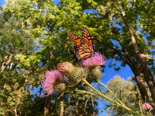 Fototapeta na wymiar Monarch butterfly on purple thistle flower