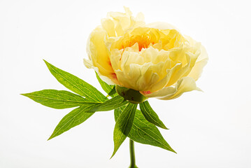 fresh peony on the white background © Maksim Shebeko