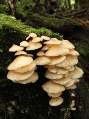 Campanophyllum proboscideum fungus in the cloudforest in Costa Rica