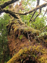 Tree covered with moss in a tropical cloud forest found in Barva Volcano, Costa Rica