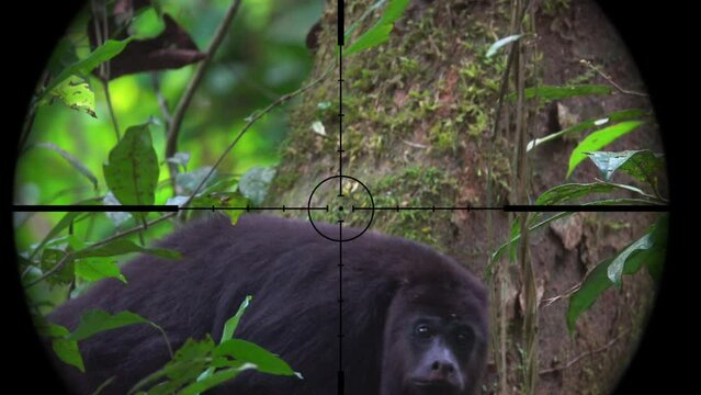 Black Howler Monkey in Gun Rifle Scope. Wildlife Hunting. Poaching Endangered, Vulnerable, and Threatened Animals