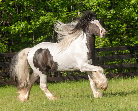 Gypsy Vanner Horse stallion canters across grass paddock