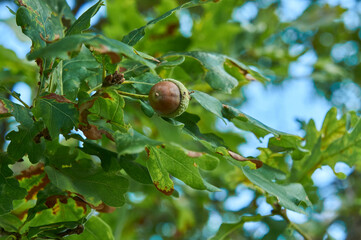 
A young acorn sprouted.