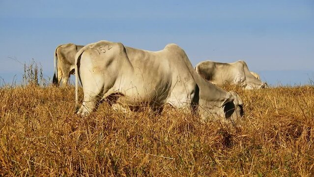Herd of Nellore cattle grazing in a pasture in Brazil