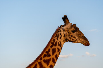portrait close up of a giraffe against clear blue sky. profile portrait