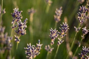 Close up lavender plants on its field with respect of comfortable smell illuminated by low sun just before sun set.