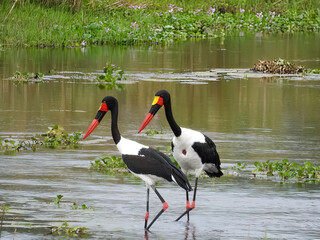 The saddle-billed stork or saddlebill (Ephippiorhynchus senegalensis) in a lake. South Africa
