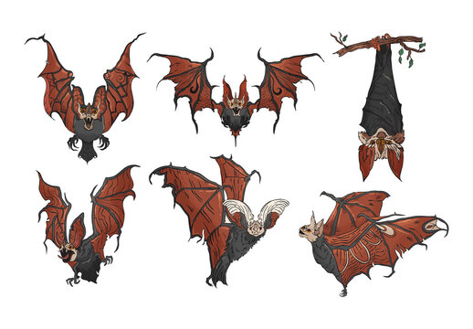 Vampire Bat Illustrations