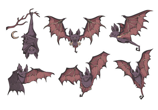 Scary Vampire Bat Illustrations