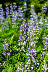 Broad Leaf Lupine (Lupinus Latinolius)