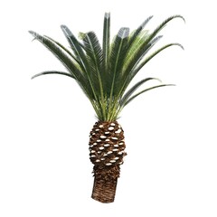 palm tree isolated on white background, 3D illustration, cg render
