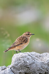 Çayır taşkuşu » Whinchat » Saxicola rubetra