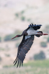 Kara leylek » Black Stork » Ciconia nigra