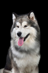 Sitting Alaskan Malamute
