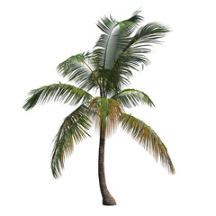 Fototapeta na wymiar palm tree, isolate on a transparent background, 3D illustration