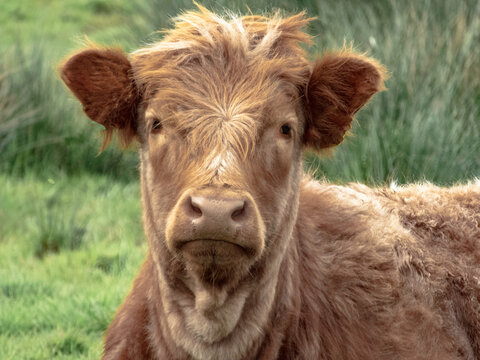 Young scottish highland calf head close up