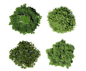 Obraz premium Top view rendering broadleaf trees isolated on white background, 3d rendering.