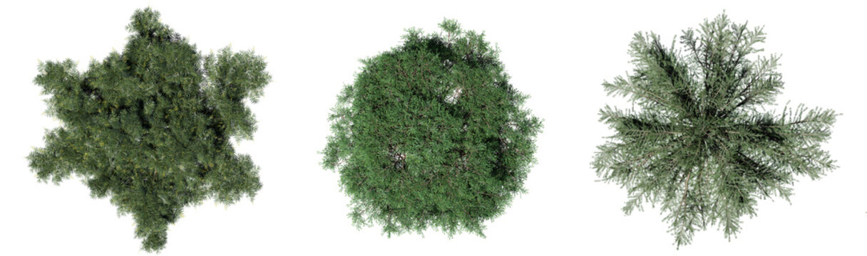 Top view conifer trees isolated on white background, 3d rendering.