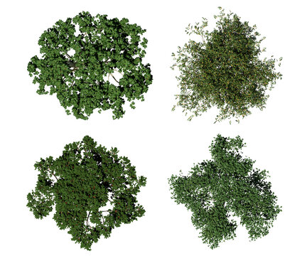 Top view rendering broadleaf trees isolated on white background, 3d rendering.