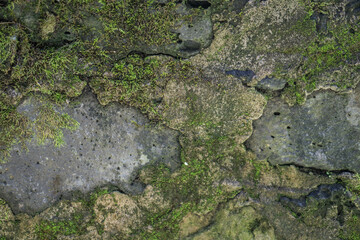 rocas con musgo
