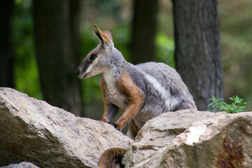 Naklejka na ściany i meble A small kangaroo standing in the forest watching the surroundings