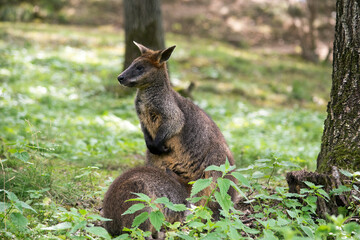 A small kangaroo standing in the forest watching the surroundings