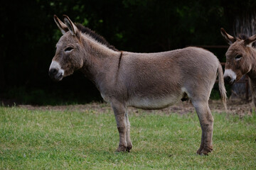 Mini donkeys on farm standing in green grass.