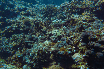 Naklejka na ściany i meble Underwater scenery with corals and fish in background. Diving at Anakao, Madagascar