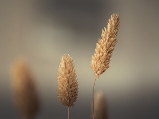 ears of wheat