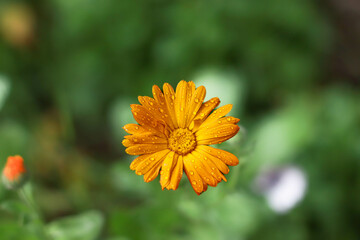 Flor naranja mojada por la lluvia de final de verano