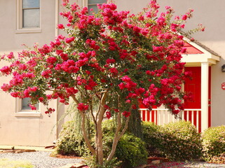 Fototapeta na wymiar Red Crepe Myrtle Tree and Doors