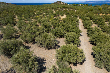 Fototapeta na wymiar Olive Grove. Aerial view of olive trees in Ayvalik, Balikesir, Turkey. Olive Garden.