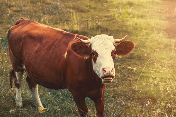 Cow grazing on the green field.Summer season.