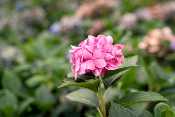Pink hydrangea hortensia flower, green bokeh bg