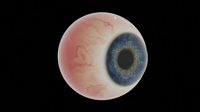 human eyeball
