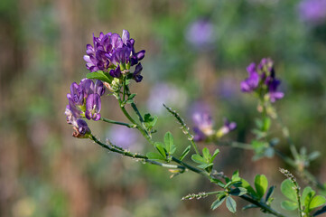 Medicago sativa - Alfalfa - Luzerne cultivée