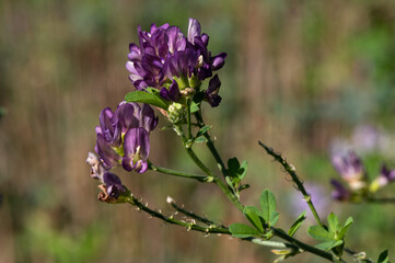 Obraz premium Medicago sativa - Alfalfa - Luzerne cultivée