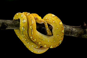 Fototapeta premium Juvenile Yapen green tree python morelia viridis rolls its body while sleeping