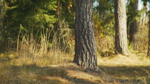 Autumn forest on a sunny day with yellow and green trees, camera slide to side, focus at bark on trunks