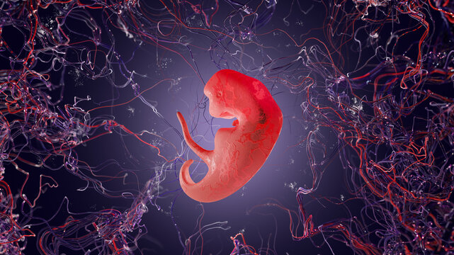 Human embryo in the womb. Human embryo on the background of veins and neurons, 3D rendering. 3 Weeks Of Pregnancy, medical illustration.