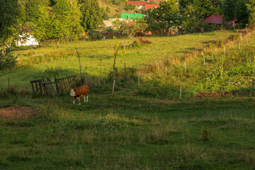 Obraz na płótnie Canvas Cow grazing on the green field.Summer season.