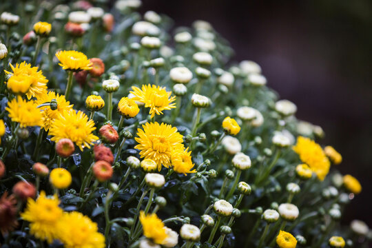 Yellow fall chrysanthemums closeup view